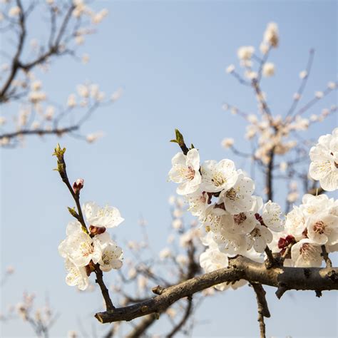 桃花樹結果|桃花(薔薇科桃屬植物的花朵):形態特徵,生長習性,物種分布,常見種。